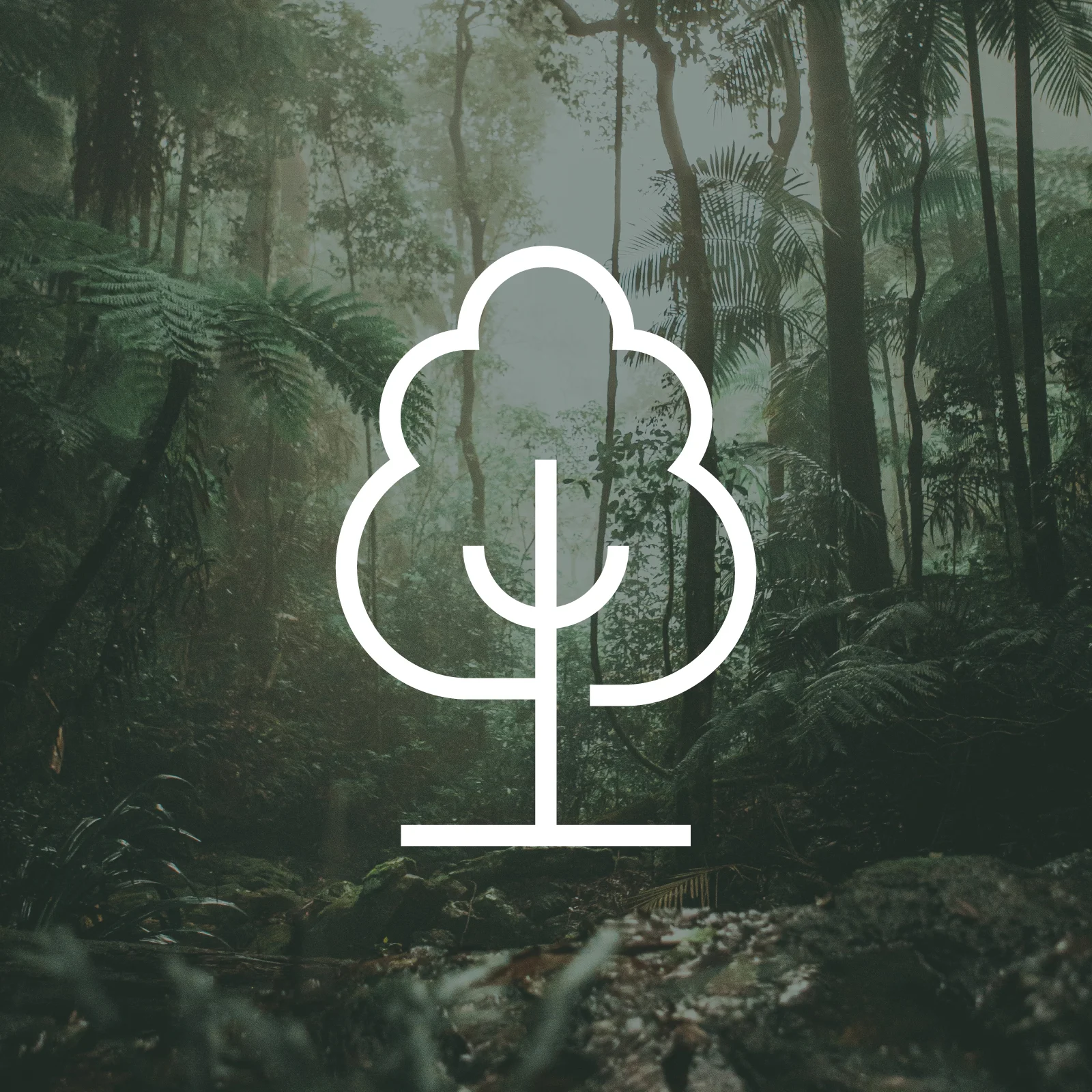 1 Tree Planted via THG (More Trees) Bild 1